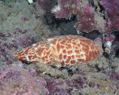 Mitra papalis