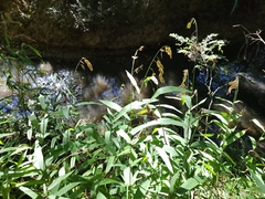 Chasmanthium latifolium