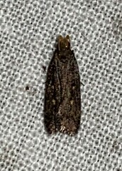 Dichomeris juncidella