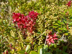 Gaultheria crassa