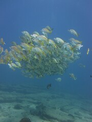 Lutjanus argentiventris