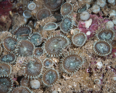 Palythoa heliodiscus