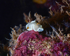 Ardeadoris angustolutea