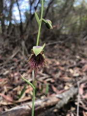 Calochilus paludosus