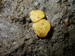 Pulvinula convexella