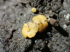Pulvinula convexella