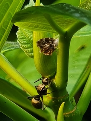 Choreutis
