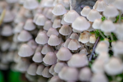Mycena