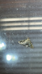 Anageshna primordialis