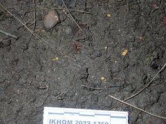 Pulvinula convexella