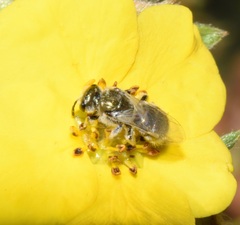 Lasioglossum pilosum