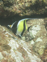 Zanclus cornutus