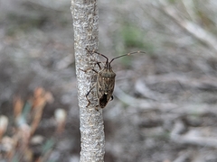 Poecilometis strigatus