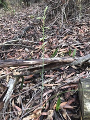 Calochilus paludosus