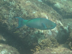 Scarus rubroviolaceus