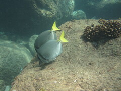 Prionurus laticlavius