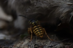Vespula germanica