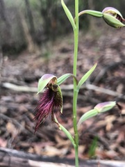 Calochilus paludosus