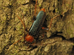 Phymatodes testaceus