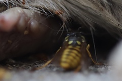 Vespula germanica