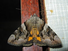 Catocala fulminea