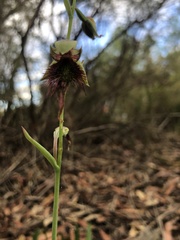 Calochilus paludosus