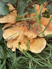 Laetiporus sulphureus
