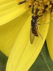 Rhingia nasica