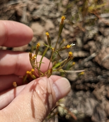 Tagetes micrantha