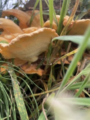 Laetiporus sulphureus