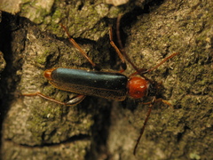 Phymatodes testaceus
