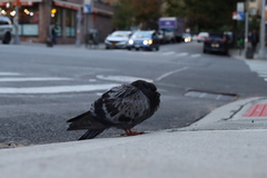 Columba livia domestica