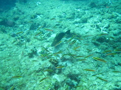 Thalassoma lucasanum