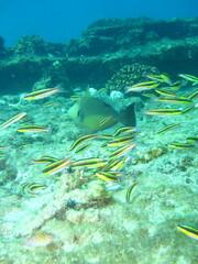 Thalassoma lucasanum