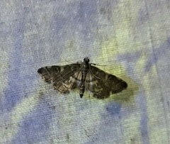 Anageshna primordialis