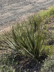 Dasylirion leiophyllum