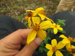 Electranthera mutica