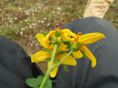 Electranthera mutica