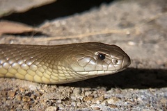Pseudechis australis