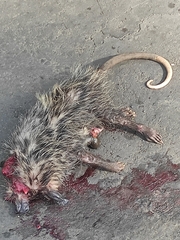 Didelphis marsupialis