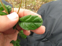 Electranthera mutica