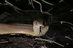 Pseudechis australis