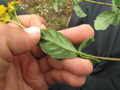 Electranthera mutica