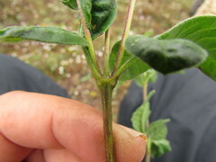 Electranthera mutica