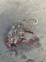 Didelphis marsupialis