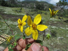 Electranthera mutica