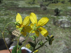 Electranthera mutica