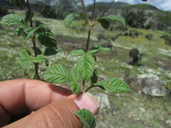 Electranthera mutica