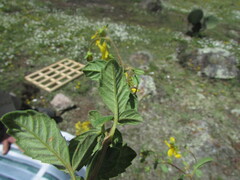 Electranthera mutica