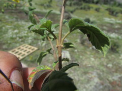 Electranthera mutica